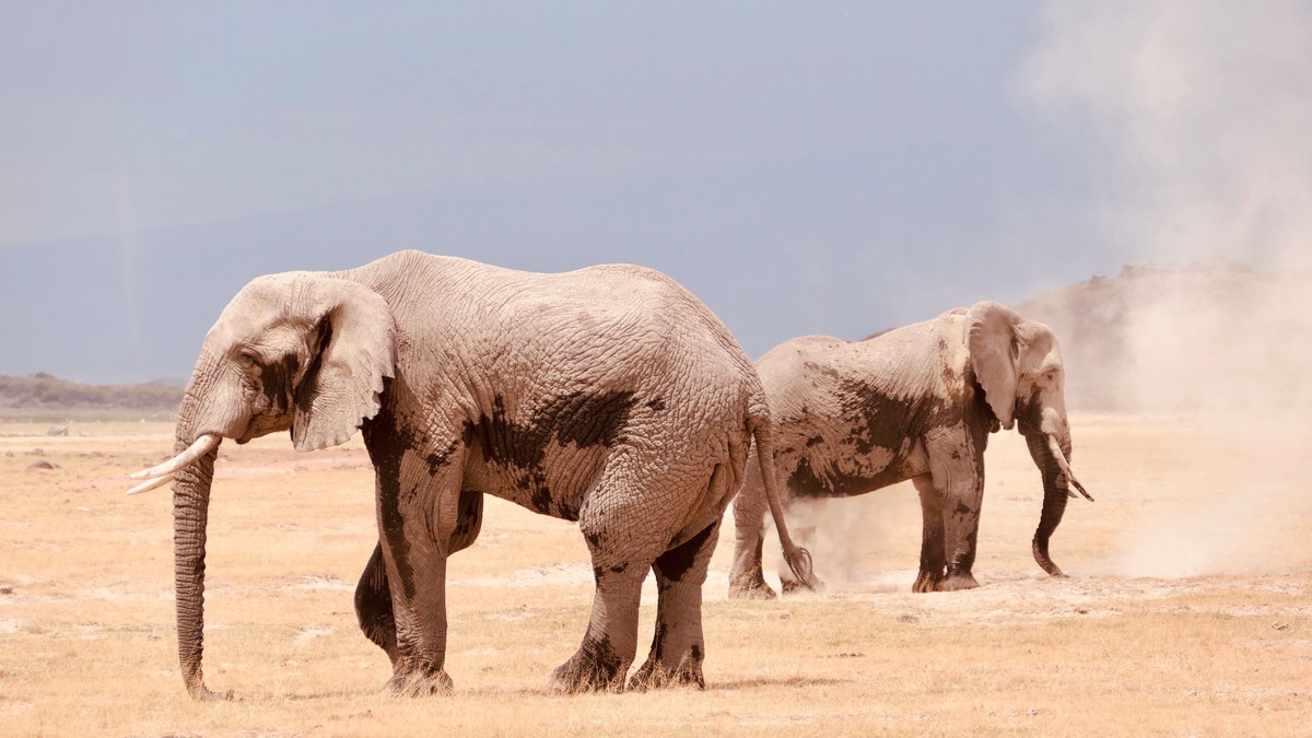 Nairobi to Amboseli Public Transport: Full 2026 Guide - photo 2