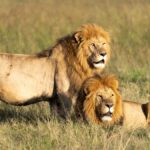 Nairobi to Masai Mara by Bus: Budget Traveler's Guide