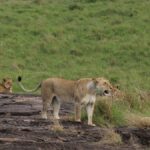 Nairobi to Masai Mara Flight Cost: 2026 Price Guide