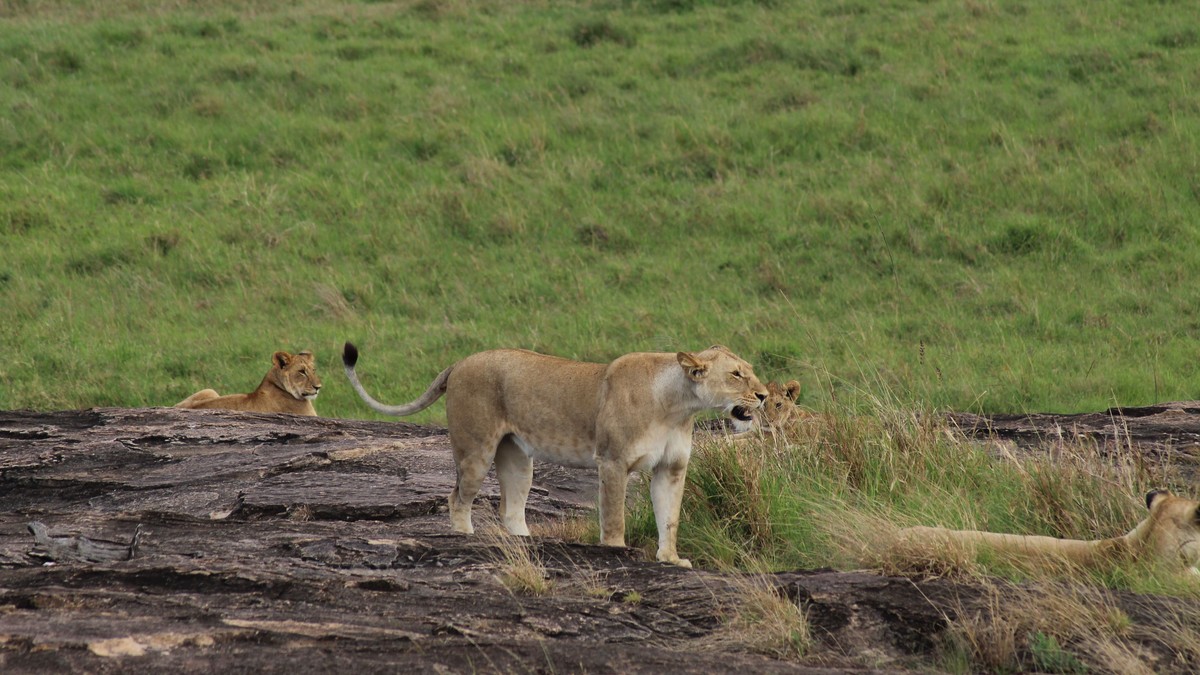 Nairobi to Masai Mara Flight Cost: 2026 Price Guide