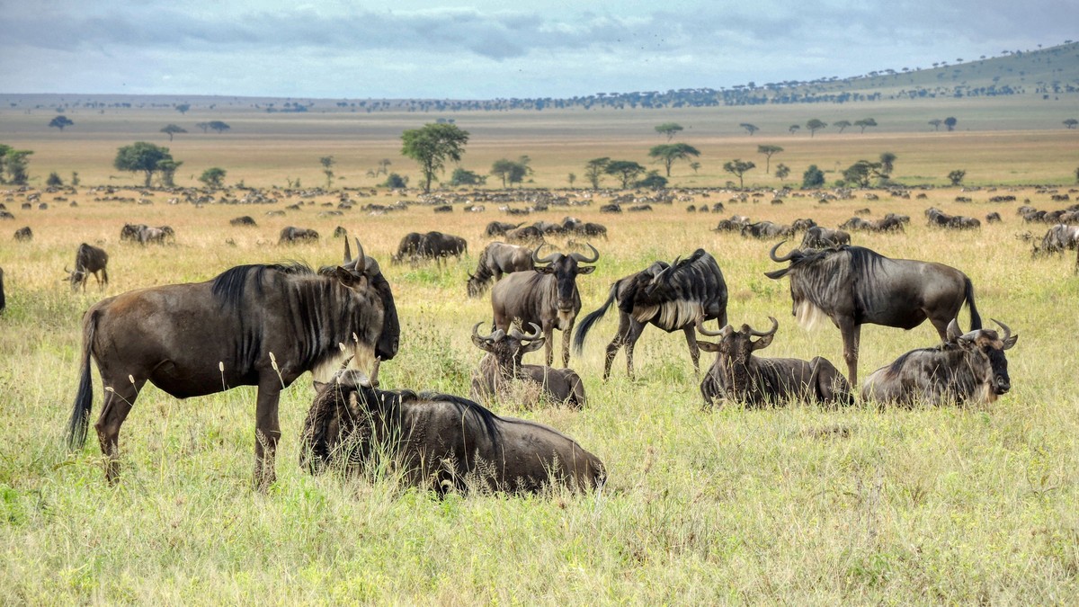 Nairobi to Masai Mara Flight Cost: 2026 Price Guide - photo 1