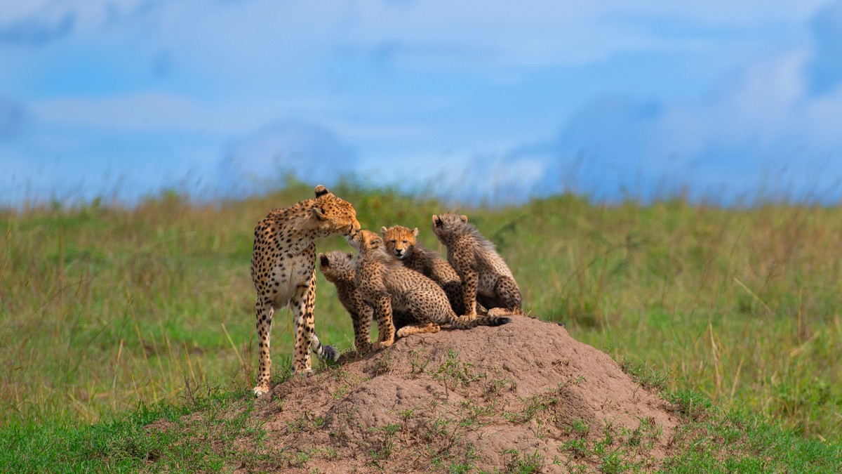 Nairobi to Masai Mara Flight Cost: 2026 Price Guide - photo 2