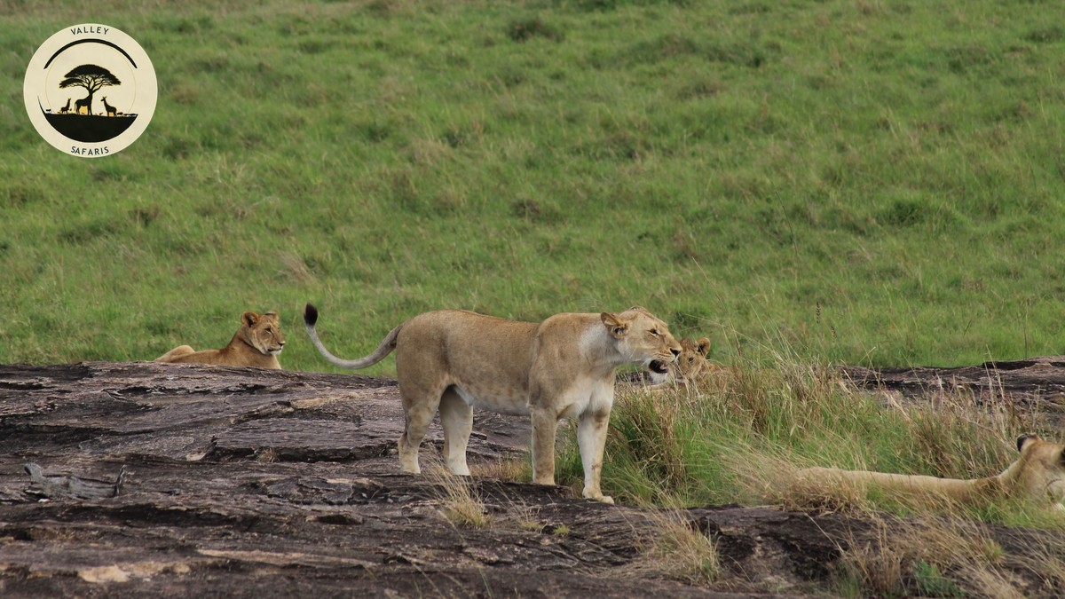 Nairobi to Masai Mara Flight vs Drive: Full 2026 Guide