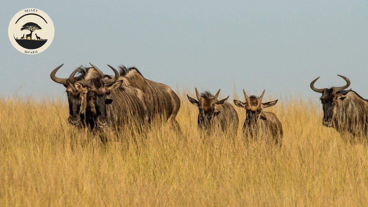 Nairobi to Masai Mara Flight vs Drive: Full 2026 Guide - photo 1