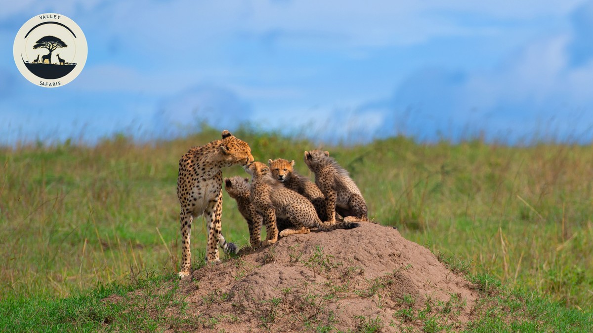 Nairobi to Masai Mara Flight vs Drive: Full 2026 Guide - photo 2