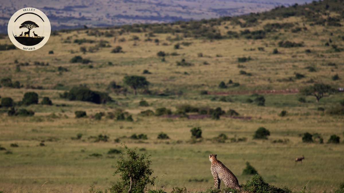 Nairobi to Masai Mara Transfer Cost: Flight vs 4x4 vs Matatu