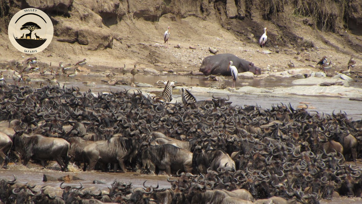 Nairobi to Masai Mara Transfer Cost: Flight vs 4x4 vs Matatu - photo 1