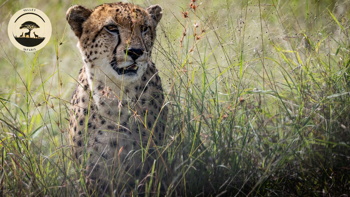 Nairobi to Masai Mara Transfer Cost: Flight vs 4x4 vs Matatu - photo 2