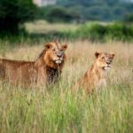 Nairobi to Mombasa Train Safari: 2026 Guide