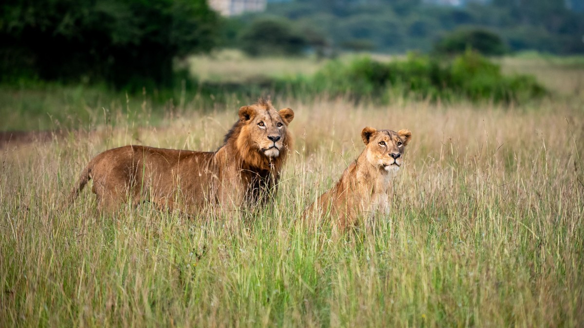 Nairobi to Mombasa Train Safari: 2026 Guide