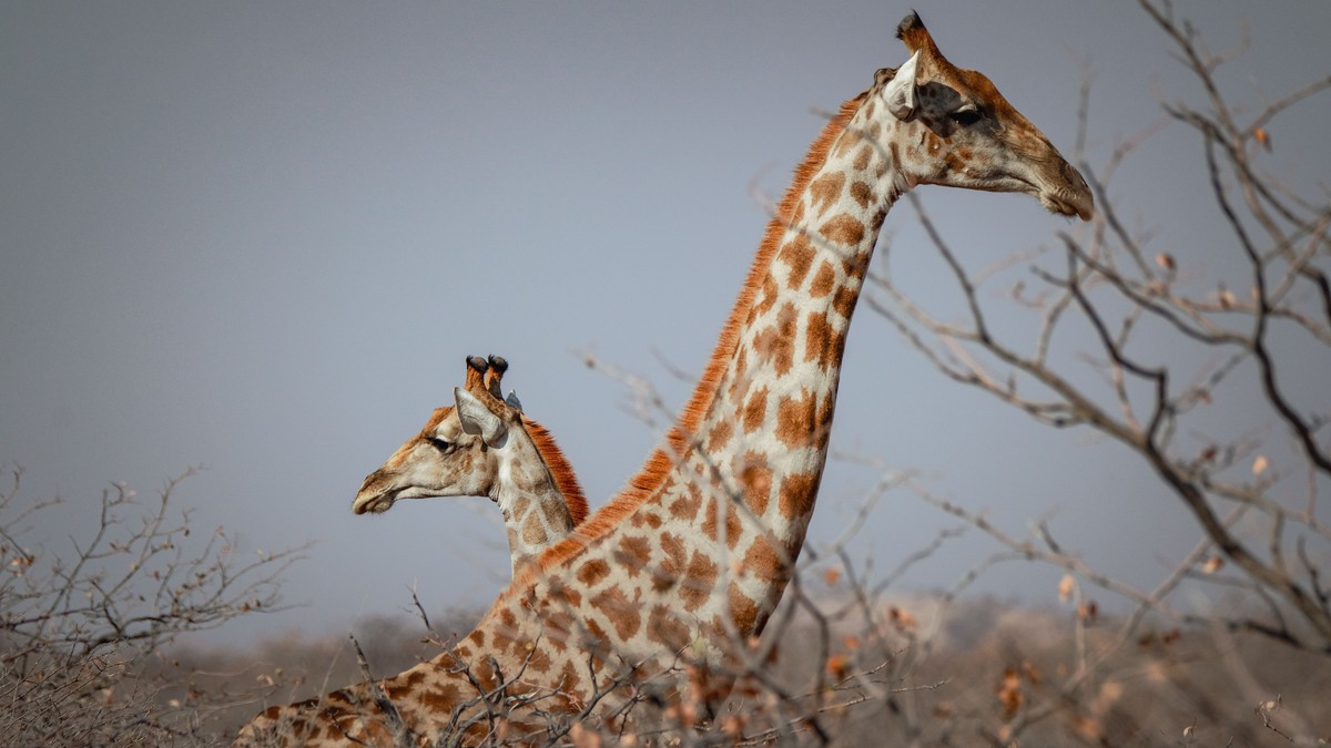 Nairobi to Mombasa Train Safari: 2026 Guide - photo 1