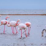 Nakuru vs Naivasha Day Trip: Which Should You Pick?