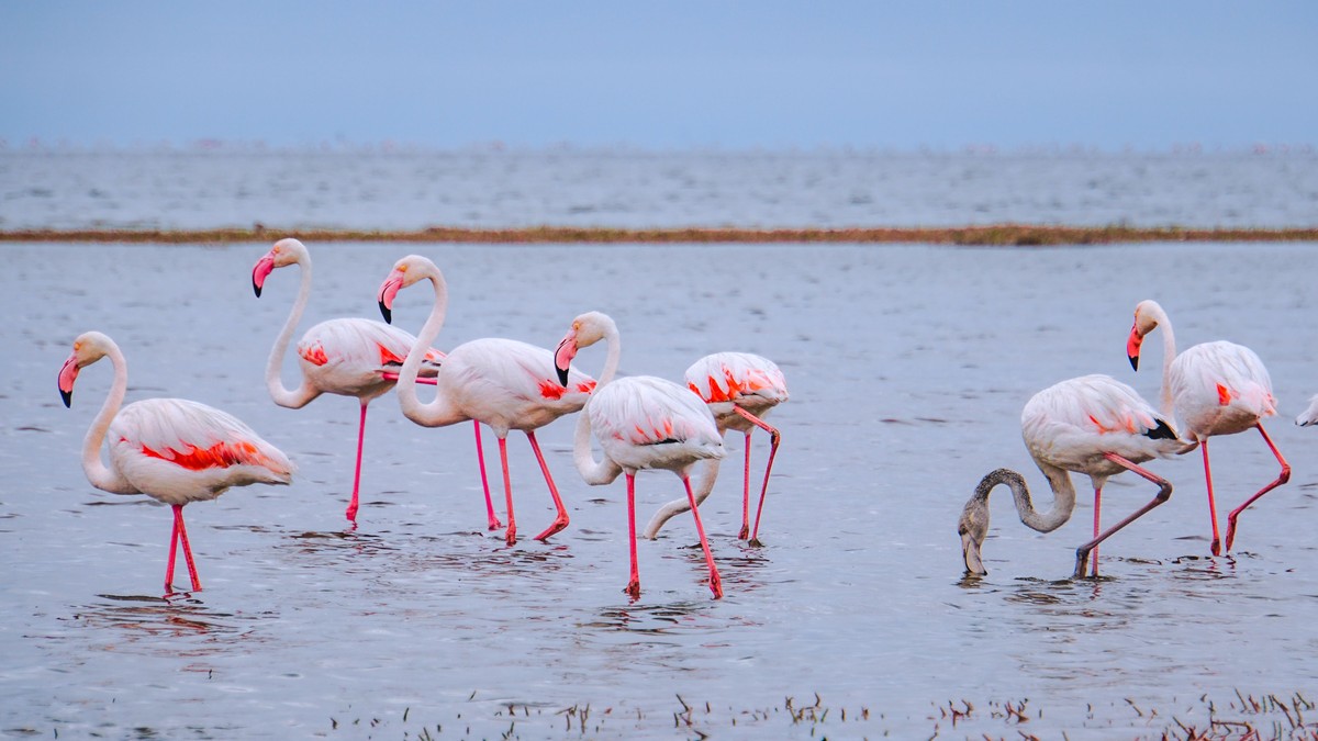 Nakuru vs Naivasha Day Trip: Which Should You Pick?