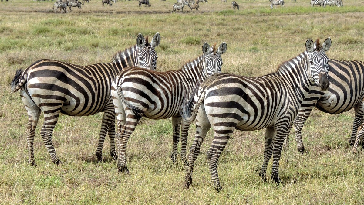 Nakuru vs Naivasha Day Trip: Which Should You Pick? - photo 2