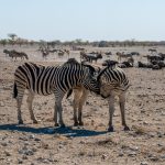 Namanga Border Crossing: Kenya-Tanzania Safari Guide