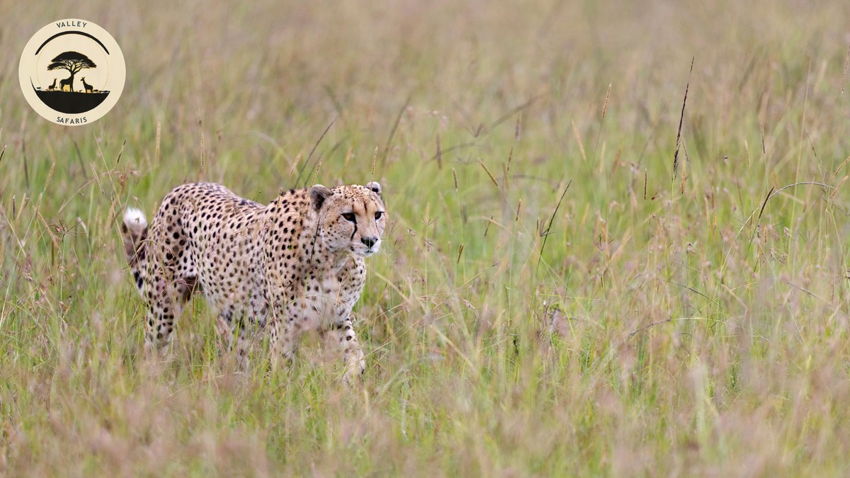 Namanga Border Crossing: Kenya-Tanzania Safari Guide - photo 2