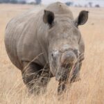 National Park vs Game Reserve vs Conservancy: Kenya