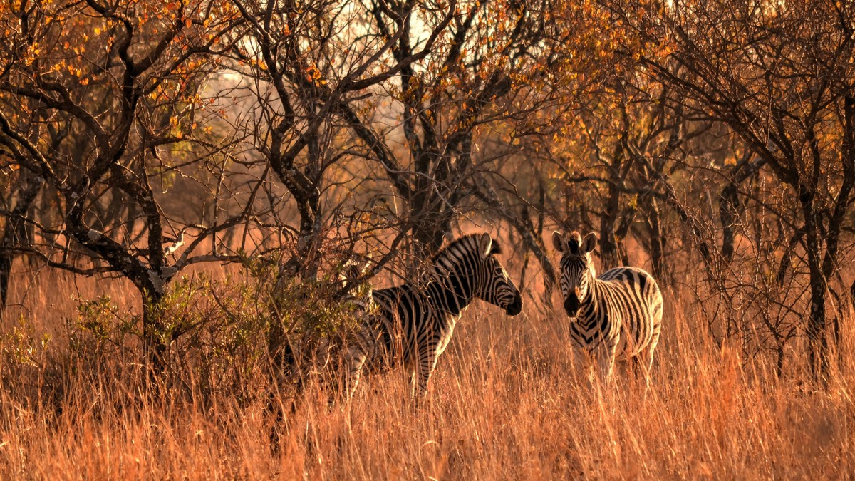 National Park vs Game Reserve vs Conservancy: Kenya - photo 1