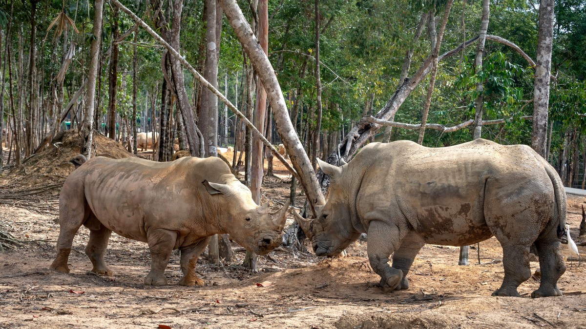 National Park vs Game Reserve vs Conservancy: Kenya - photo 2