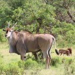 National Park vs Game Reserve vs Conservancy in Kenya
