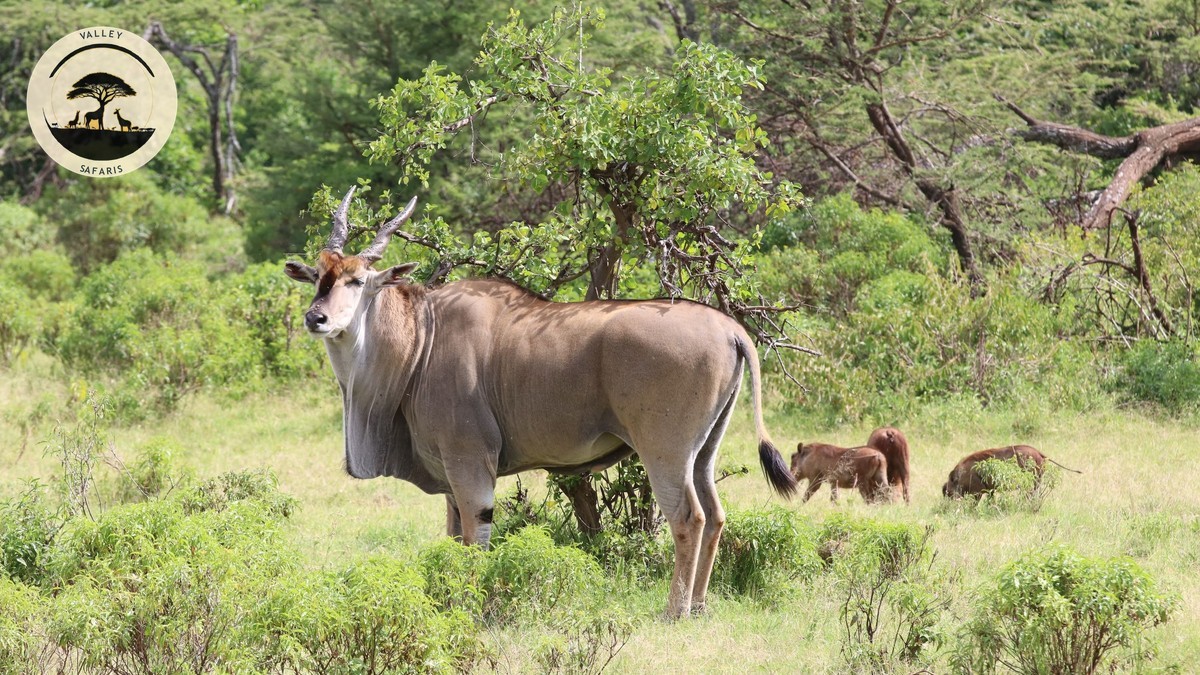 National Park vs Game Reserve vs Conservancy in Kenya