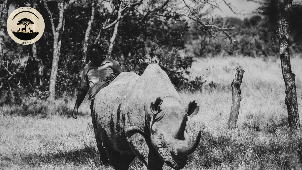 National Park vs Game Reserve vs Conservancy in Kenya - photo 2