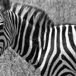 New Direct Flights to Nairobi, Kenya 2026 Guide