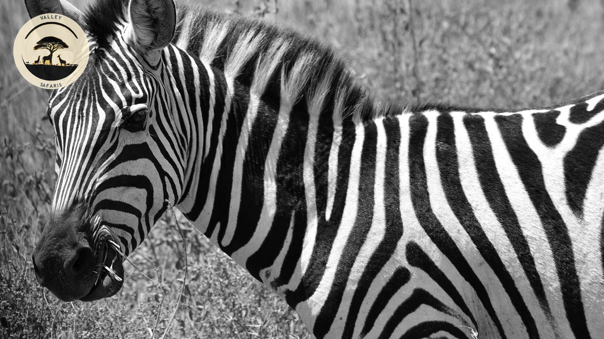 New Direct Flights to Nairobi, Kenya 2026 Guide