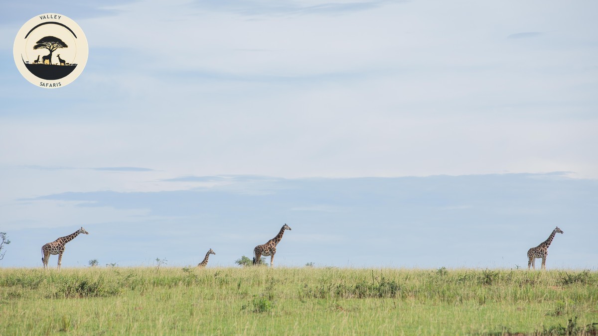 New Direct Flights to Nairobi, Kenya 2026 Guide - photo 1
