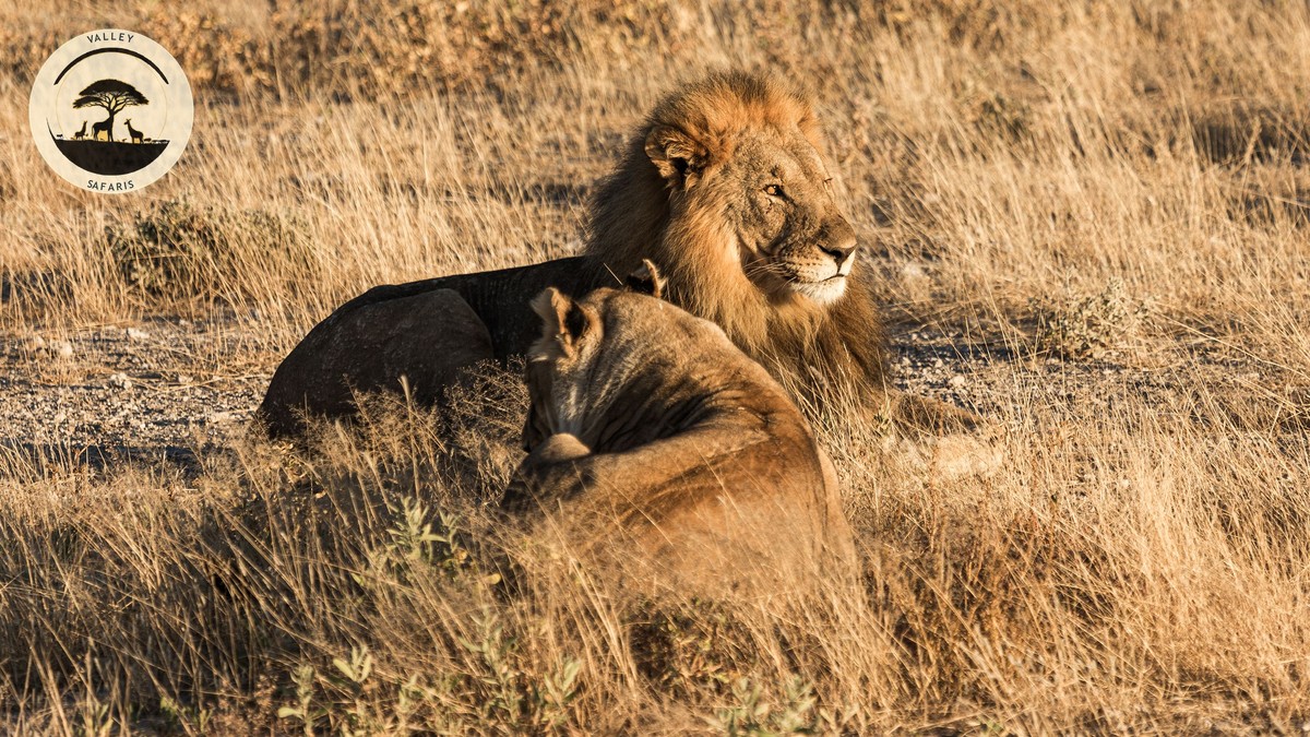 New Direct Flights to Nairobi, Kenya 2026 Guide - photo 2