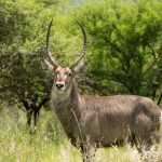 Ngare Ndare Forest Canopy Walk: Full 2026 Guide