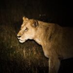 Night Game Drives in Kenya: Conservancies That Allow Them