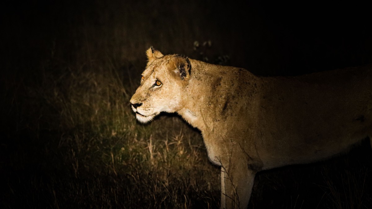 Night Game Drives in Kenya: Conservancies That Allow Them