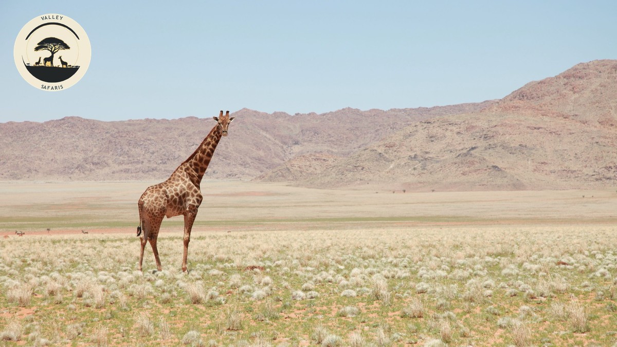 Night Game Drives: Only Legal in Private Conservancies - photo 2