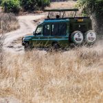 Nile Crocodile Mara River Facts for Family Safaris