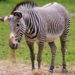 A North Kenya Safari Circuit: Samburu Guide