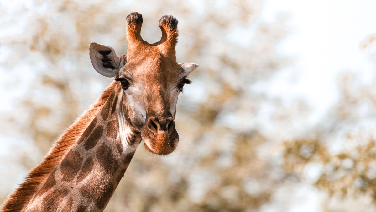 A North Kenya Safari Circuit: Samburu Guide - photo 1