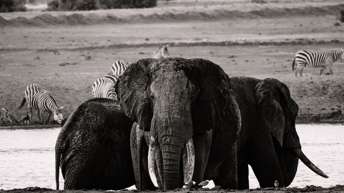 A North Kenya Safari Circuit: Samburu Guide - photo 2