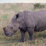 Ol Pejeta Chimpanzee Sanctuary Visit: Worth It?