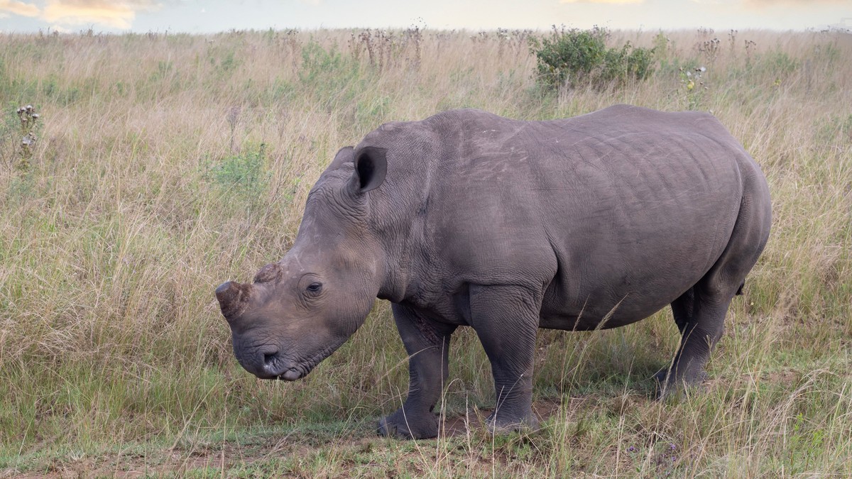 Ol Pejeta Chimpanzee Sanctuary Visit: Worth It?