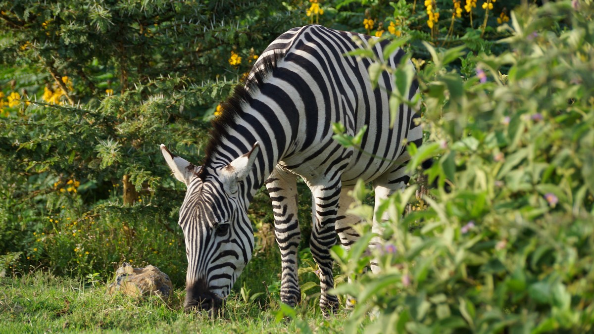 Ol Pejeta Chimpanzee Sanctuary Visit: Worth It? - photo 2