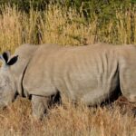Ol Pejeta Rhino Sanctuary Day Trip From Nairobi