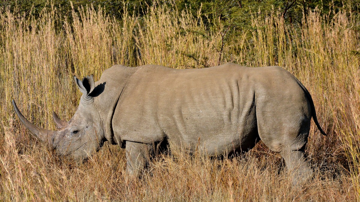 Ol Pejeta Rhino Sanctuary Day Trip From Nairobi