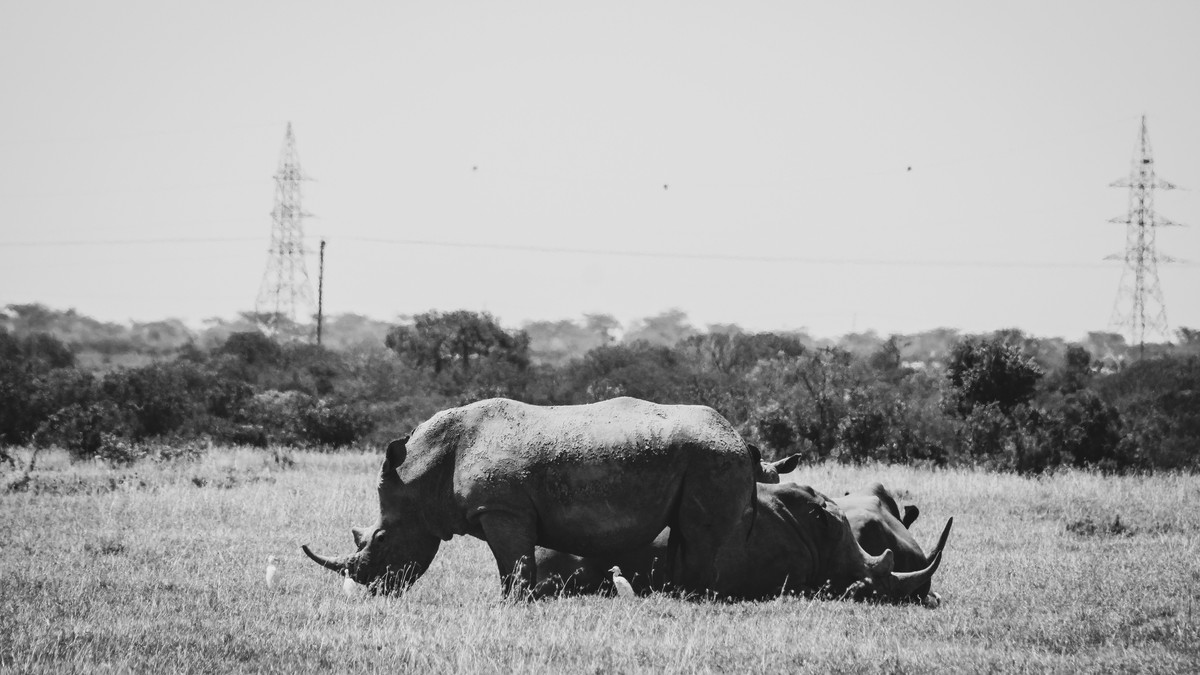 Ol Pejeta Rhino Sanctuary Day Trip From Nairobi - photo 1
