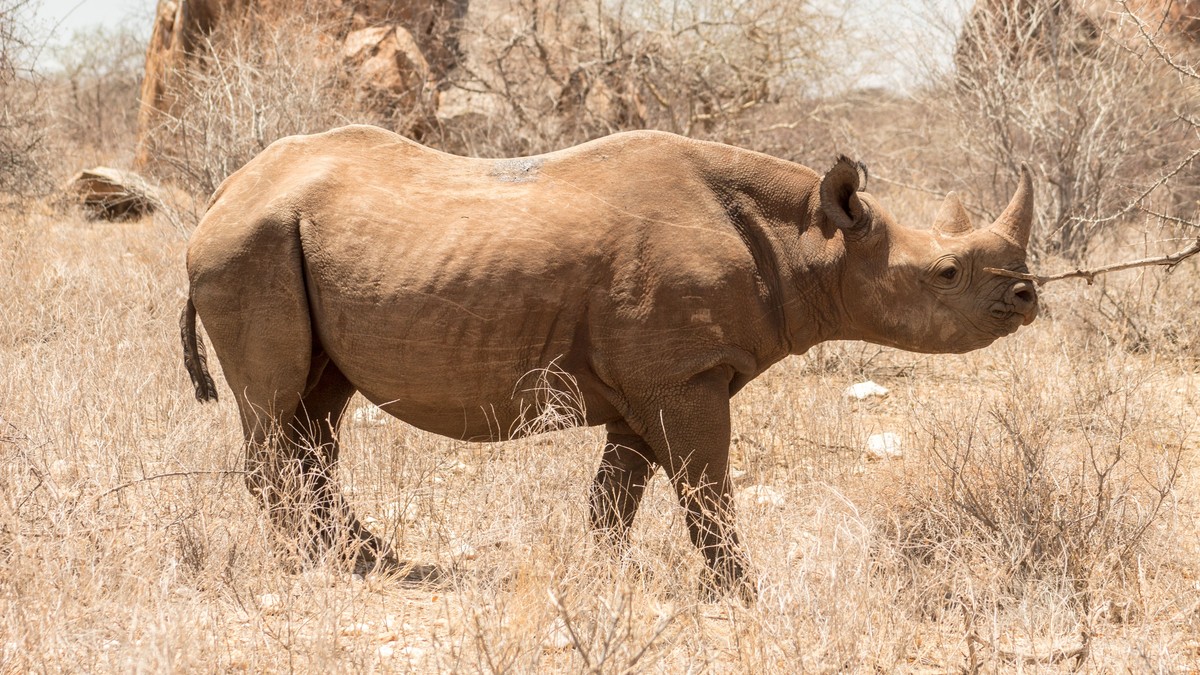 Ol Pejeta Rhino Sanctuary Day Trip From Nairobi - photo 2