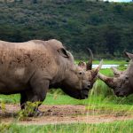 Ol Pejeta vs Solio Rhino Sanctuary: Which to Choose