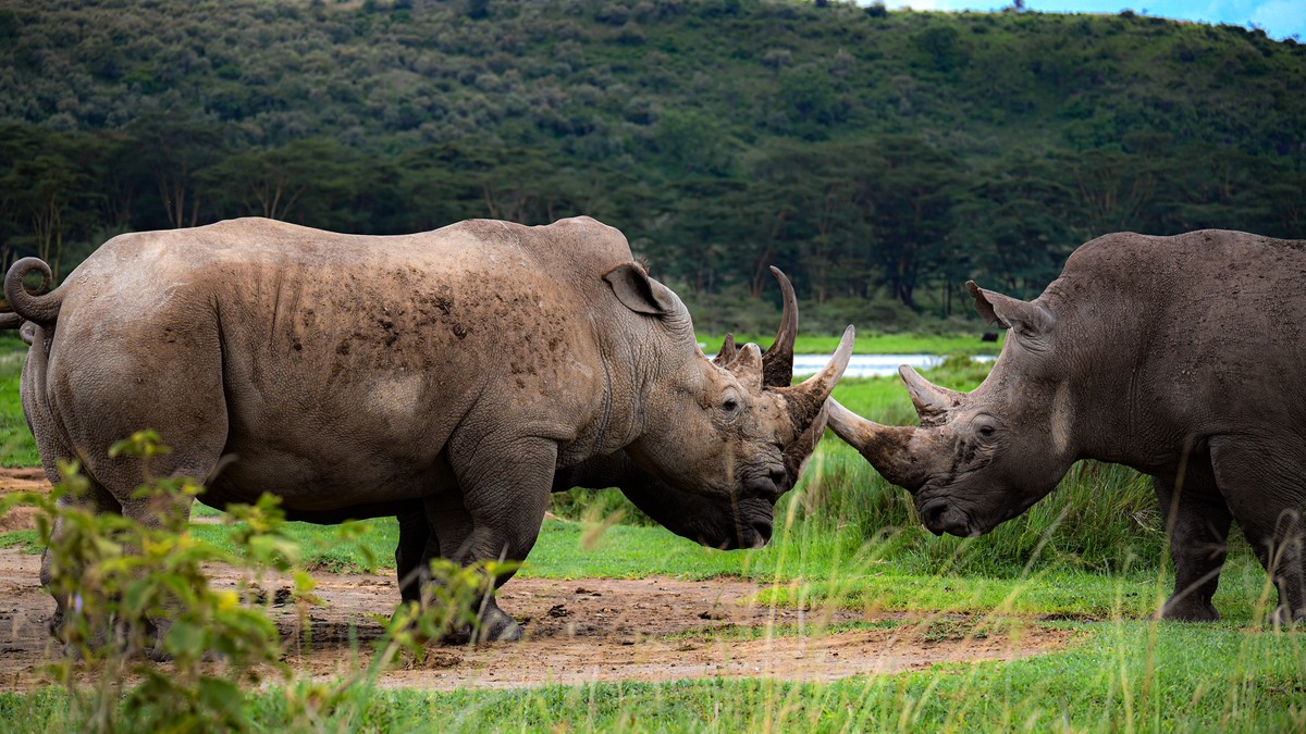Ol Pejeta vs Solio Rhino Sanctuary: Which to Choose