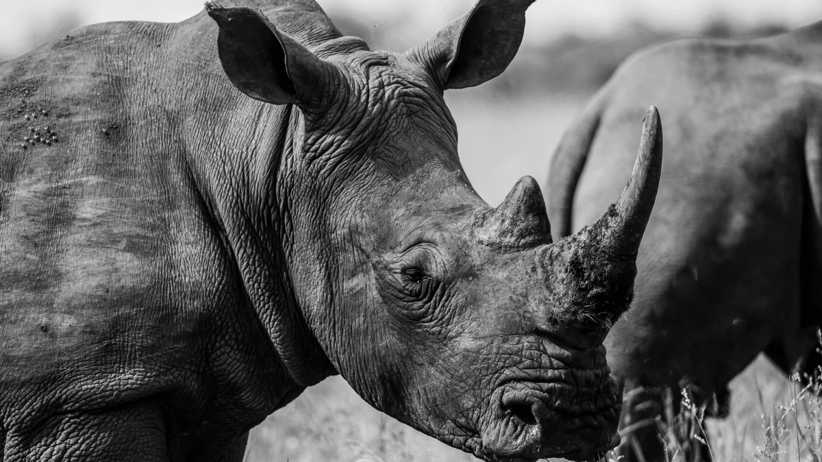 Ol Pejeta vs Solio Rhino Sanctuary: Which to Choose - photo 1