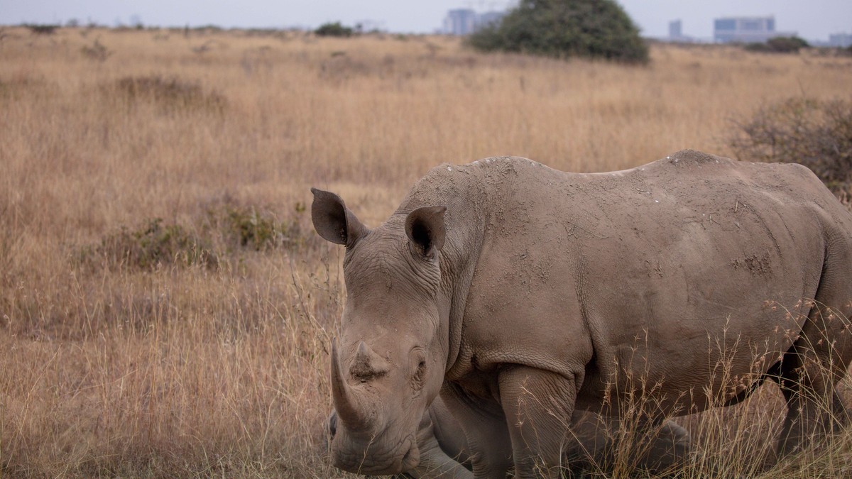 Ol Pejeta vs Solio Rhino Sanctuary: Which to Choose - photo 2