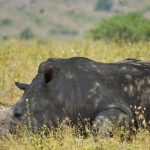 One Day Nairobi Itinerary Safari: The Perfect Plan